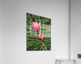 Loving You Acrylic Print