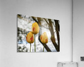 Three Peas in a Pod Acrylic Print