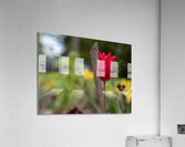 Her Majesty Acrylic Print