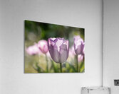 Quite a Beauty Acrylic Print