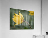 That Way Acrylic Print