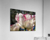 Classy One Acrylic Print