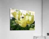 Dreamlike Acrylic Print