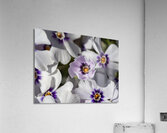 Pretty Nice Acrylic Print