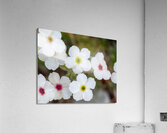 Colorful Dots Impression acrylique