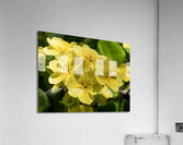 Cowslip Impression acrylique