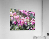 Cuties Acrylic Print