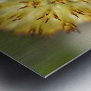 Blanketflower Metal print