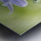 Purple Hosta Flower Metal print