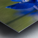 Blue Mirror Metal print