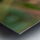 Geranium Closeup Metal print