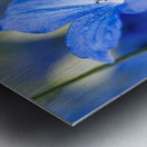 Guardian Lavender Metal print