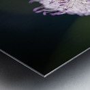 Pincushion Flower Metal print