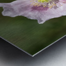 Pink Poppy Metal print