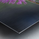 Squirrel Tail Metal print