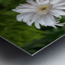 Pearl Petals Metal print