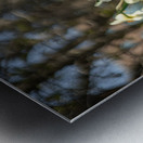 Daffodil Dreams Metal print