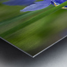 Velvet Blue Metal print