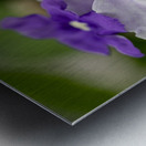 Mauve Melody 1 Metal print