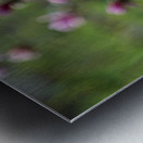 Roseate Whispers Metal print