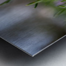 Purple Hues Metal print