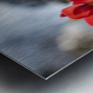 Crimson Blooms Metal print