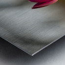 Wine Stained Whispers Metal print