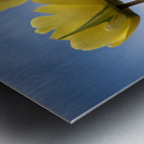 Yellow Cascade Metal print