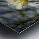 Enchanted Tulips Metal print