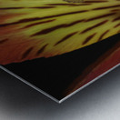 Lily Of The Incas Metal print