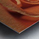 Peach Rose Metal print