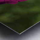 Velvety Beauty Metal print