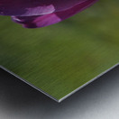 Early Morning Metal print