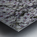 Moss Phlox Metal print