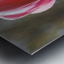 Showy Tulip Metal print