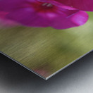 Summertime Metal print