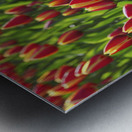 Tulip Background Metal print