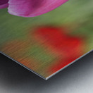 Big Purple Tulip Metal print