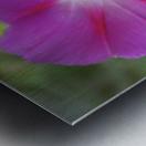 Pink Morning Glory Metal print