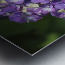 French Hydrangea Metal print