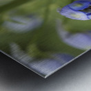 Blue Delphinium Buds Metal print