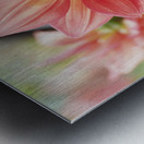 Dahlia Pinnata Metal print