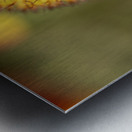 Sundance Seedhead Metal print