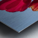 Red Tulips Impression metal