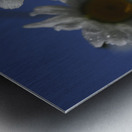 Early Morning Daisies Metal print