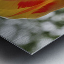 Red and Yellow Tulip Metal print