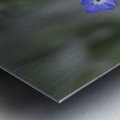 Myosotis Sylvatica Metal print