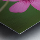 Pink Splash Metal print