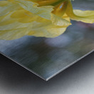 Water Flag Metal print