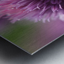 Chive Blossom Metal print